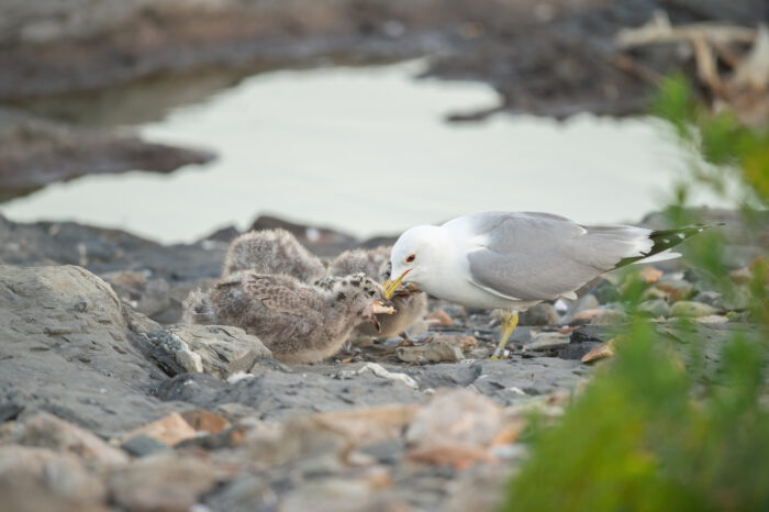 Fiskemåke (Larus canus)