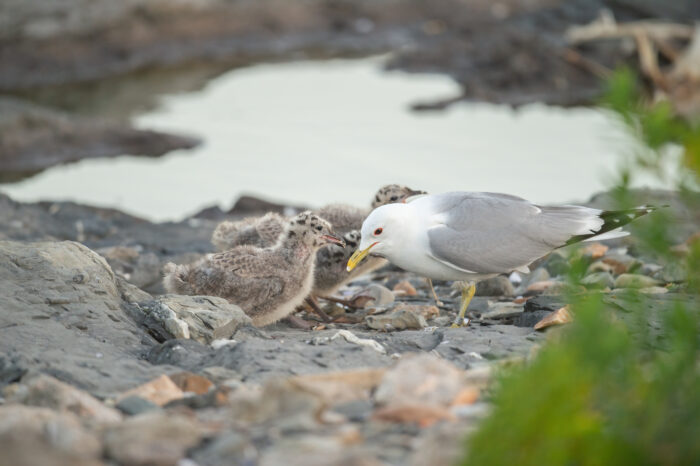 Fiskemåke (Larus canus)