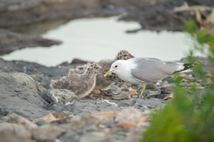 Fiskemåke (Larus canus)