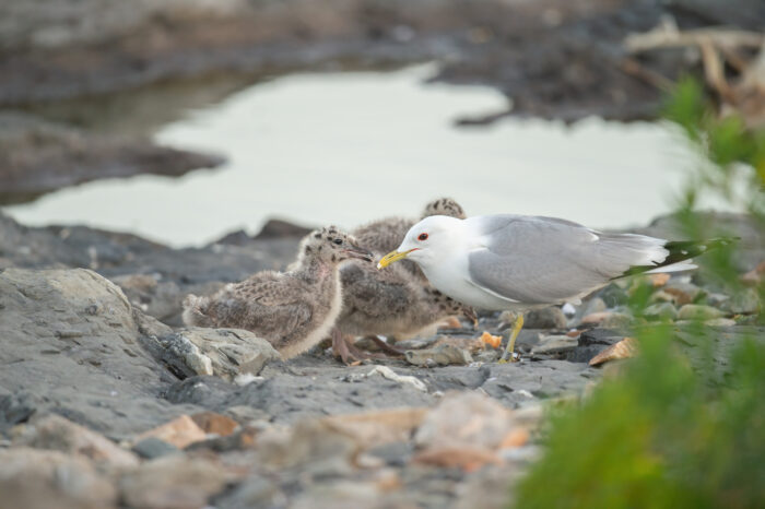 Fiskemåke (Larus canus)