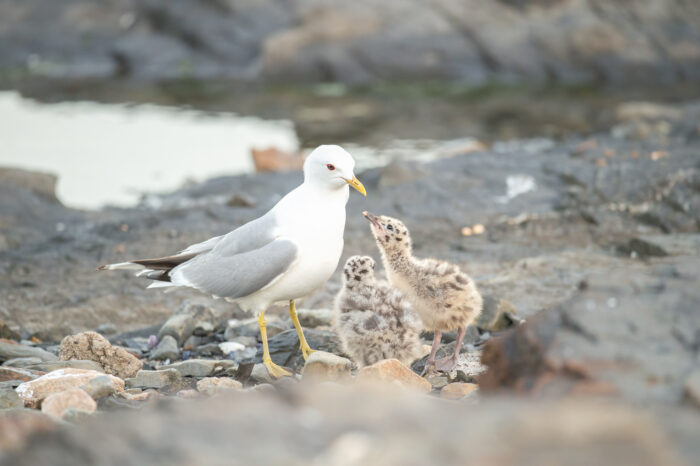 Fiskemåke (Larus canus)