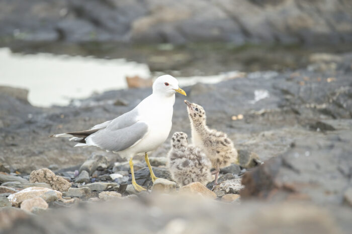 Fiskemåke (Larus canus)