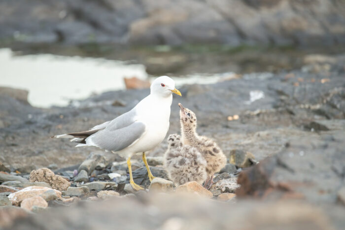 Fiskemåke (Larus canus)