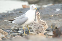 Fiskemåke (Larus canus)