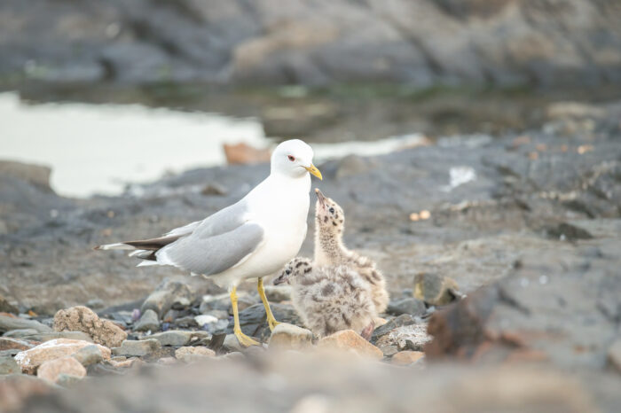 Fiskemåke (Larus canus)