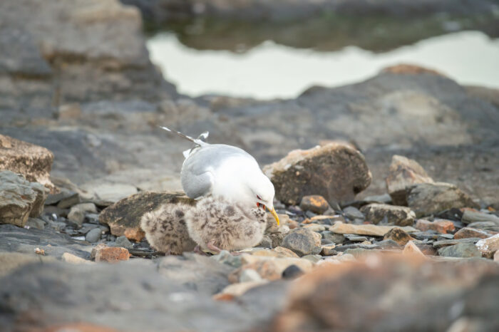 Fiskemåke (Larus canus)