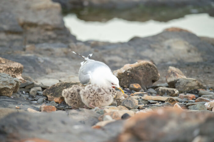 Fiskemåke (Larus canus)