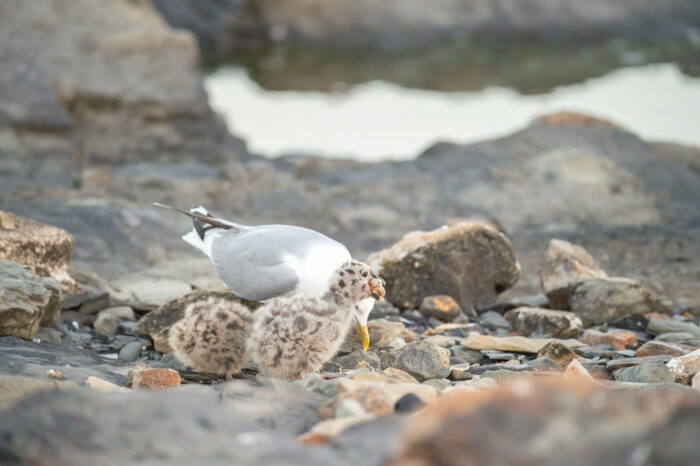 Fiskemåke (Larus canus)