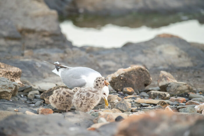 Fiskemåke (Larus canus)