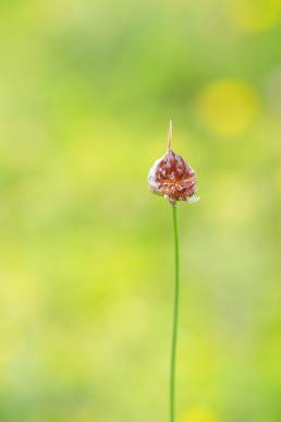 Strandløk - Wild Garlic (Allium vineale)