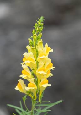 Torskemunn - Common Toadflax (Linaria vulgaris)