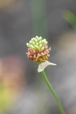 Strandløk (Allium vineale)