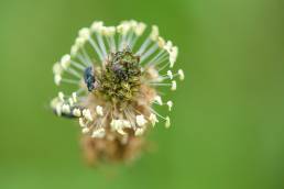 Smalkjempe - Ribwort Plantain (Plantago lanceolata)