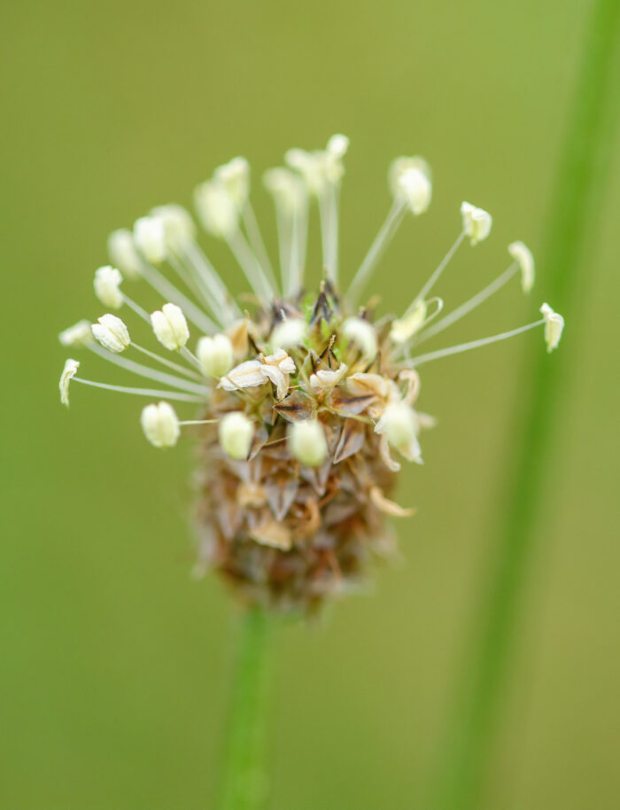 Smalkjempe (Plantago lanceolata)