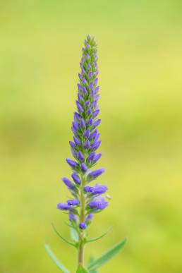 Aksveronika (Veronica spicata)