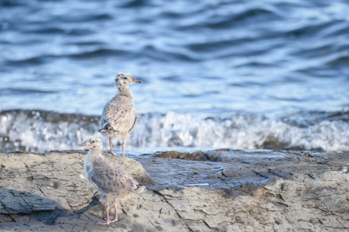 Fiskemåke (Larus canus)