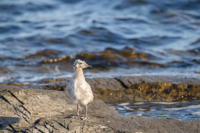 Fiskemåke (Larus canus)