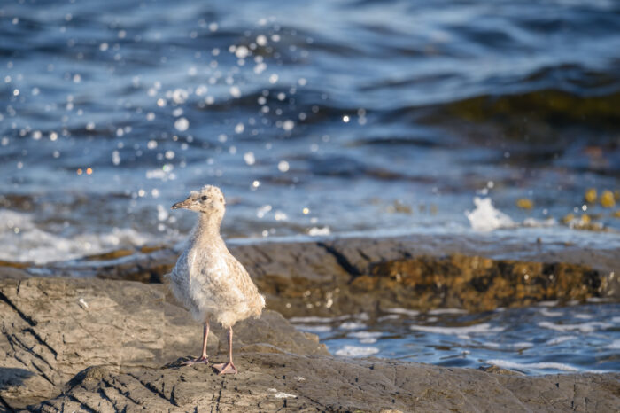 Fiskemåke (Larus canus)