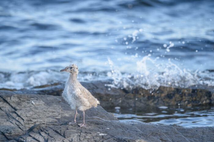 Fiskemåke (Larus canus)