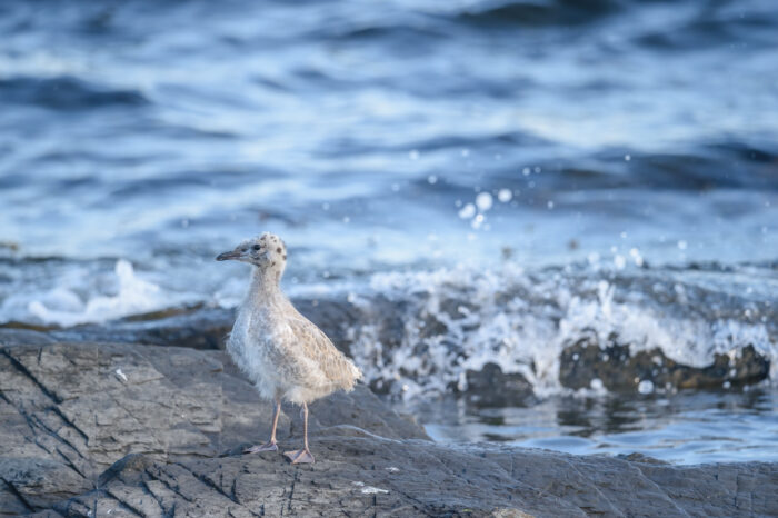 Fiskemåke (Larus canus)