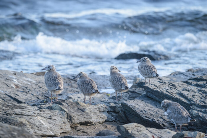 Fiskemåke (Larus canus)