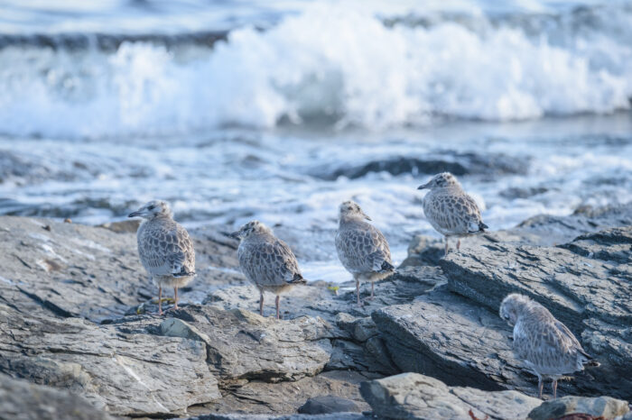 Fiskemåke (Larus canus)