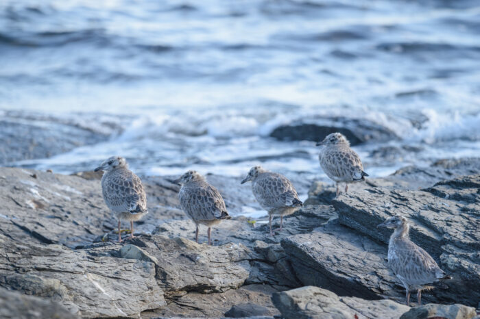 Fiskemåke (Larus canus)