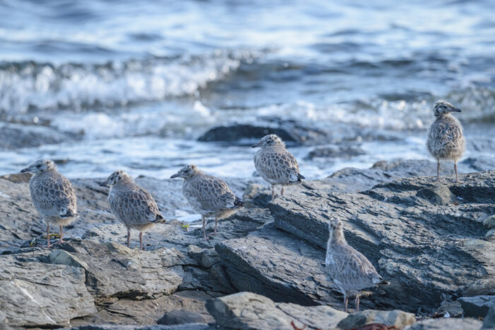 Fiskemåke (Larus canus)