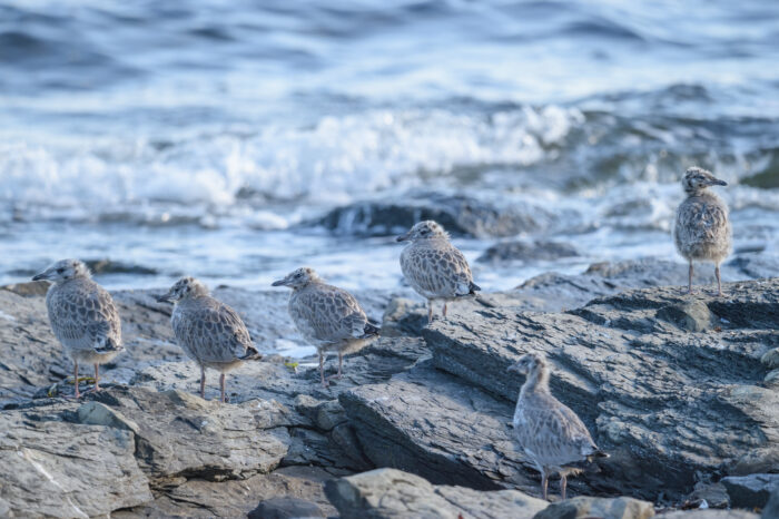 Fiskemåke (Larus canus)