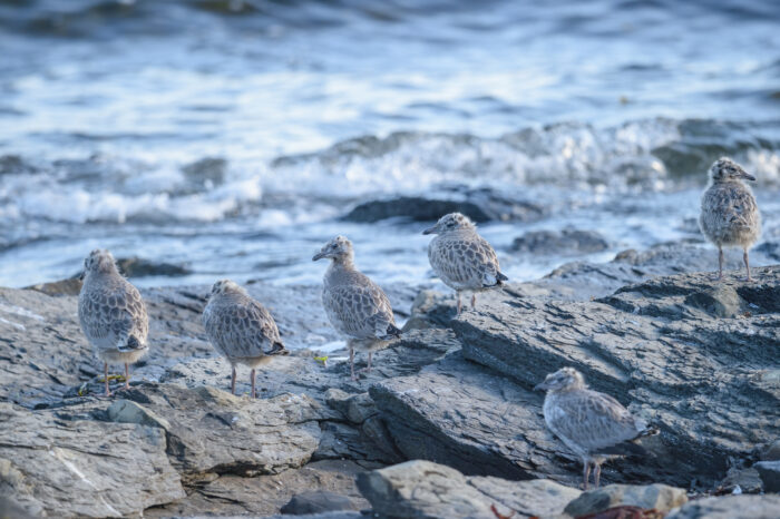 Fiskemåke (Larus canus)