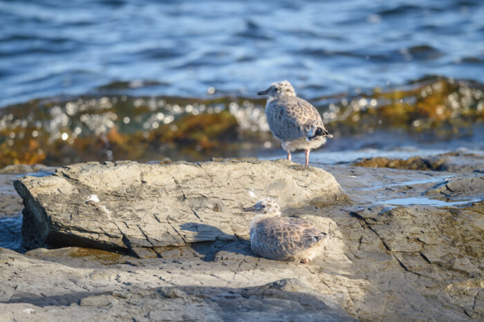 Fiskemåke (Larus canus)