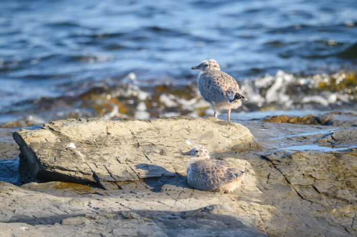 Fiskemåke (Larus canus)