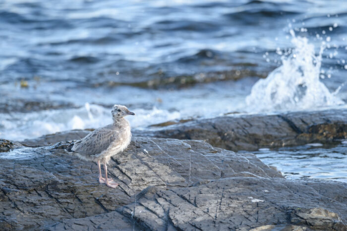 Fiskemåke (Larus canus)