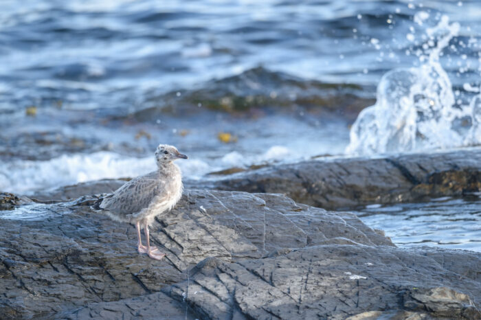 Fiskemåke (Larus canus)