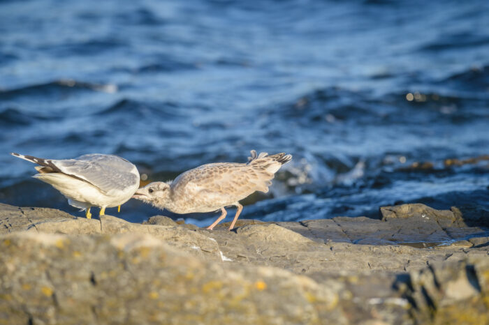 Fiskemåke (Larus canus)