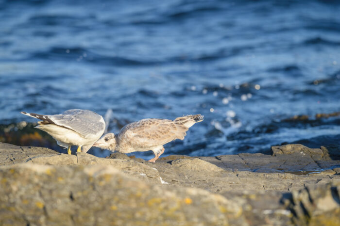 Fiskemåke (Larus canus)