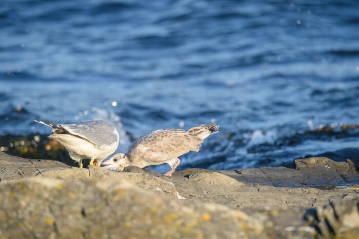 Fiskemåke (Larus canus)