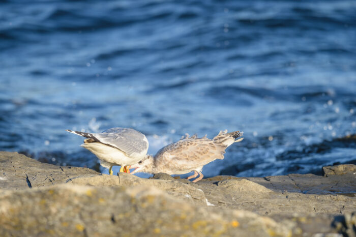 Fiskemåke (Larus canus)