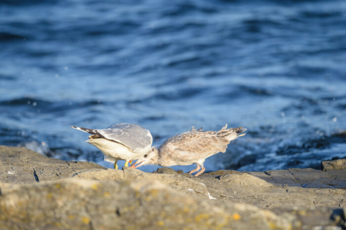 Fiskemåke (Larus canus)