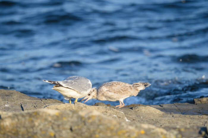 Fiskemåke (Larus canus)