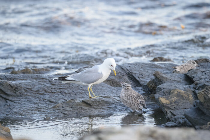 Fiskemåke (Larus canus)