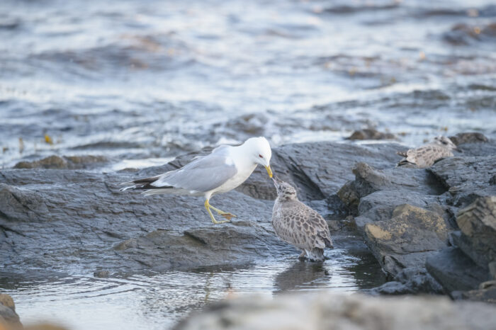 Fiskemåke (Larus canus)