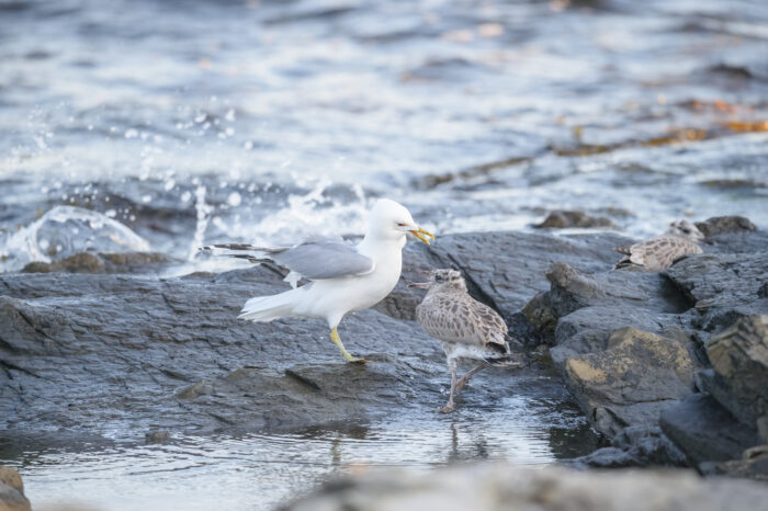 Fiskemåke (Larus canus)