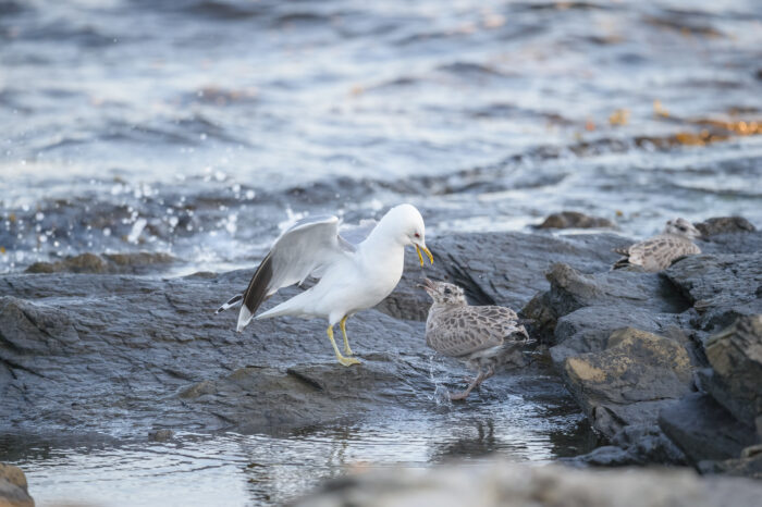 Fiskemåke (Larus canus)