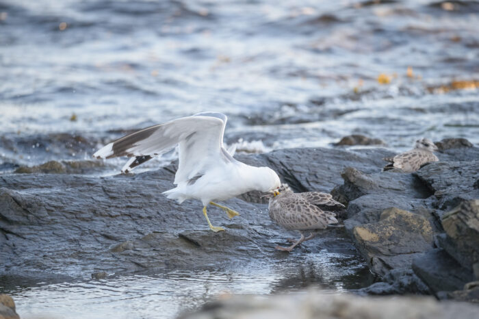 Fiskemåke (Larus canus)