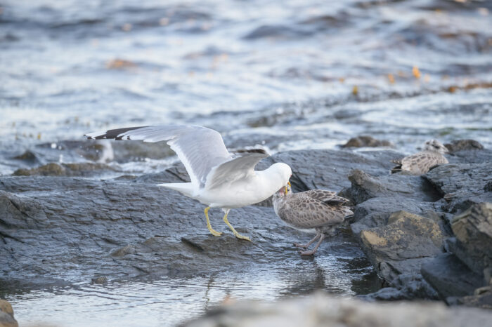 Fiskemåke (Larus canus)