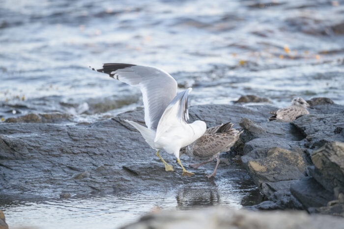 Fiskemåke (Larus canus)