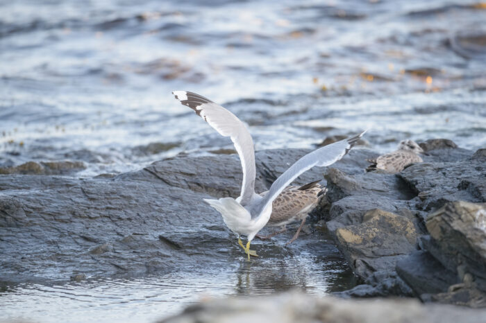 Fiskemåke (Larus canus)