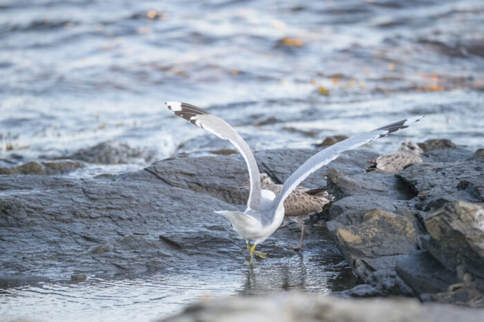 Fiskemåke (Larus canus)