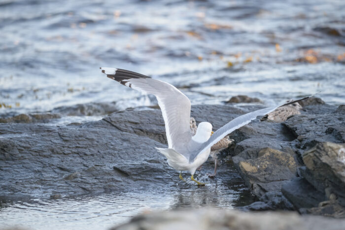 Fiskemåke (Larus canus)